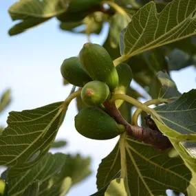 Common Fig (Ficus carica) Img 1